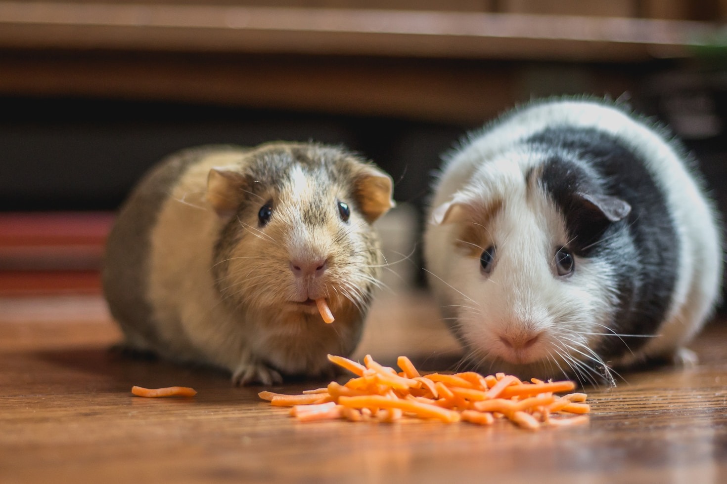 The Ultimate Pet Care Guide for New Owners