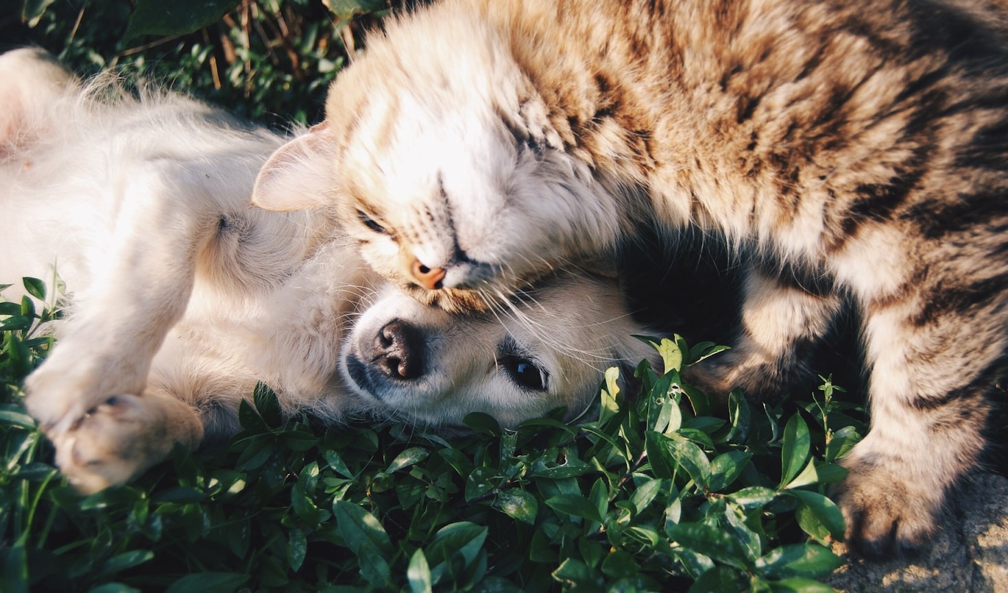 How to Choose the Best Food for Your Pet