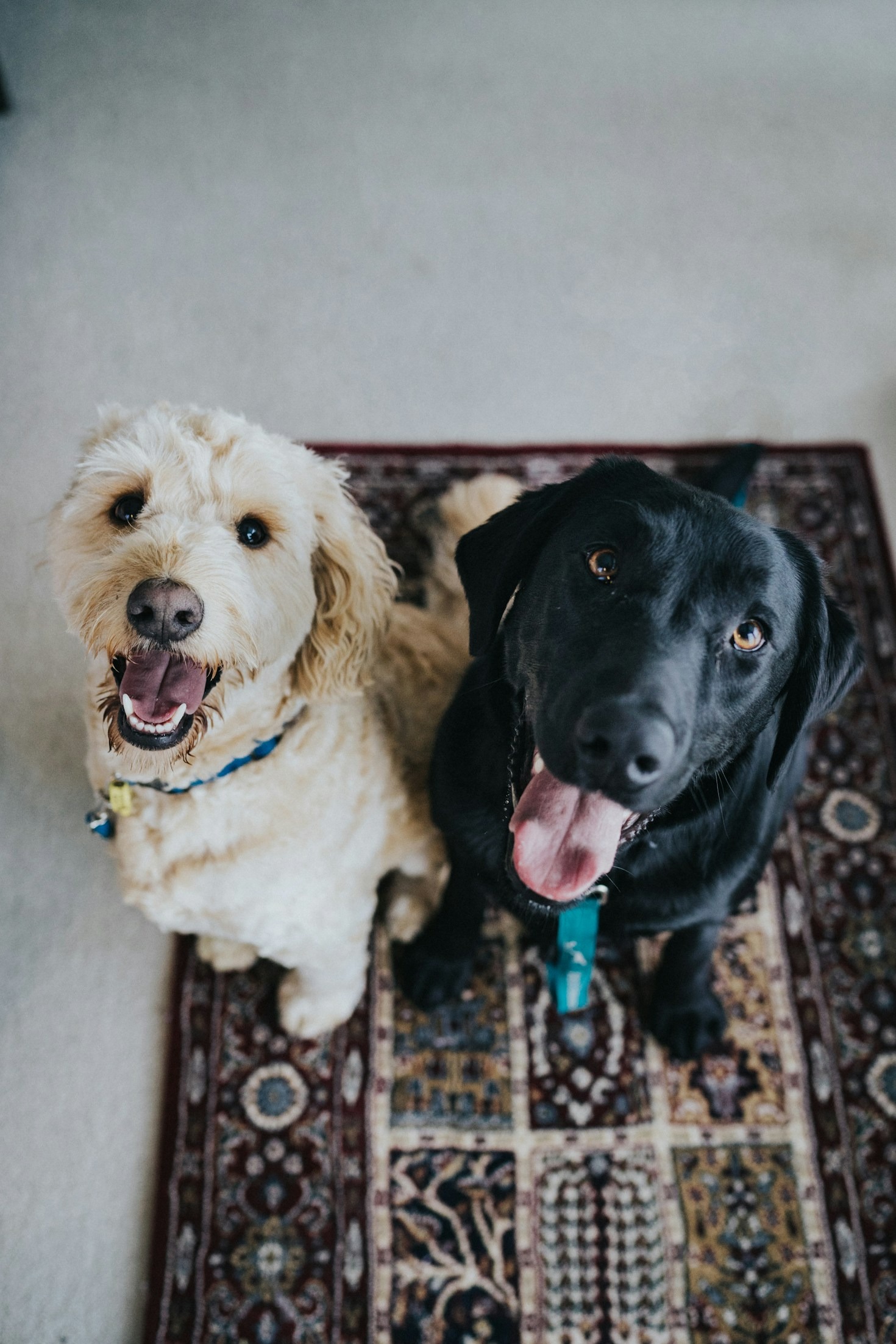 Top Five Toys to Keep Your Pet Entertained
