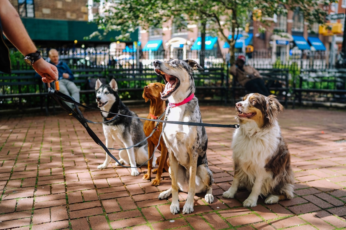 Understanding Your Pet’s Behavior and Needs