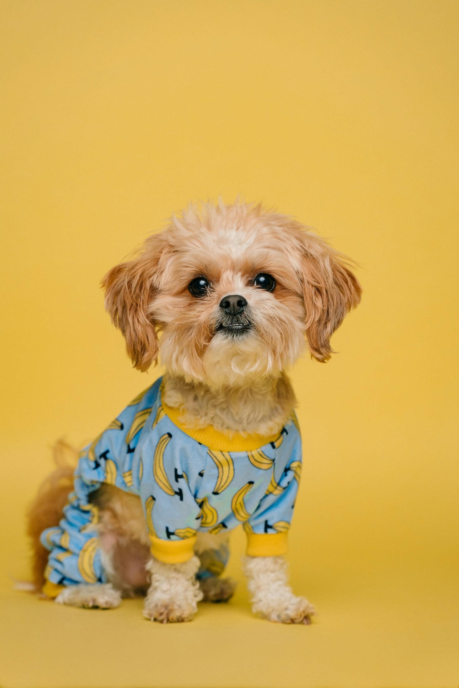 Essential Health Tips for Long-Lived Pets