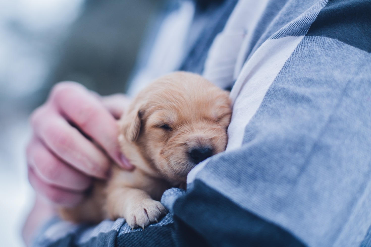 Do’s and Don’ts of Grooming Your Pet